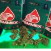 pemmex strain